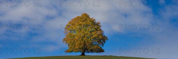 Common beech (Fagus sylvatica), in autumn, solitary tree near Rieden am Forggensee, Ostallgaeu,