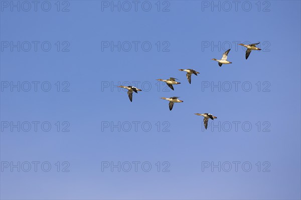 Red-breasted Merganser (Mergus serrator), small flock in flight in V-formation, Laanemaa, Estonia,