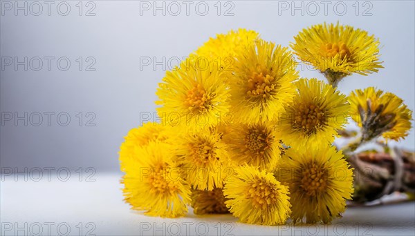 A bunch of coltsfoot flowers in a glass jar, focussed and illuminated with a blurred background,
