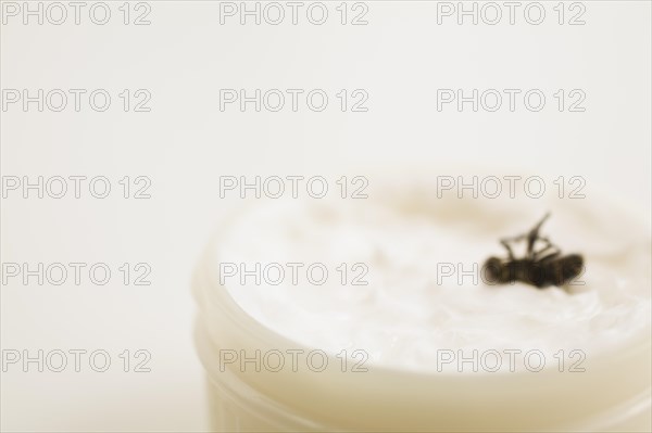 Close-up of dead Musca domestica, Common House Fly in plastic container of white ointment, Studio