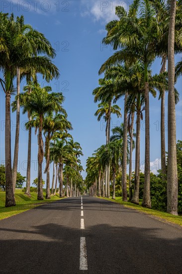 The famous palm avenue l'Allee Dumanoir. Landscape shot from the centre of the street into the