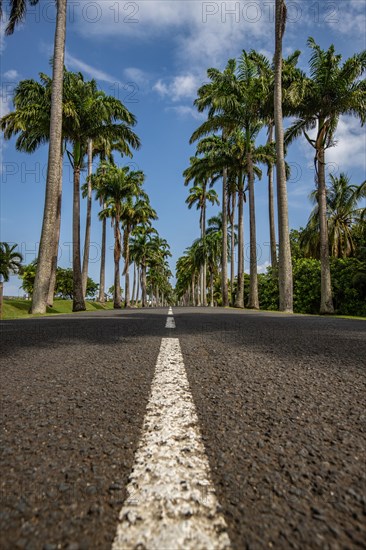 The famous palm avenue l'Allee Dumanoir. Landscape shot from the centre of the street into the