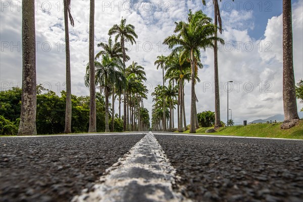 The famous palm avenue l'Allee Dumanoir. Landscape shot from the centre of the street into the