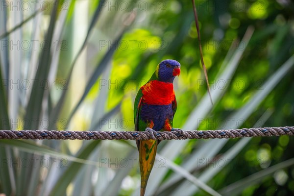 Portrait of a loris, parrot. Beautiful shot of the animals in the forest on Guadeloupe, Caribbean,