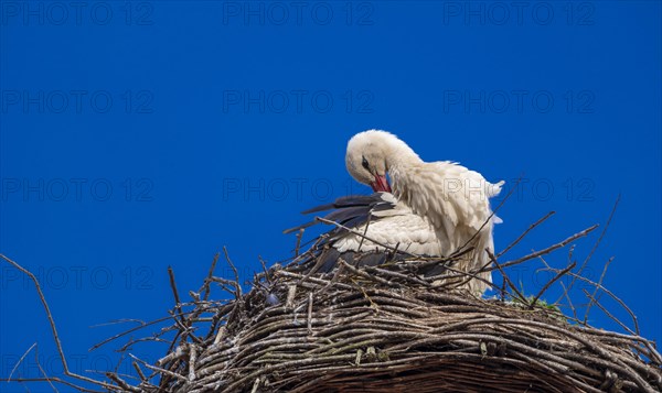 Stork (ciconia) in the nest on the roof of the town hall, Tangermuende, Saxony-Anhalt, Germany,