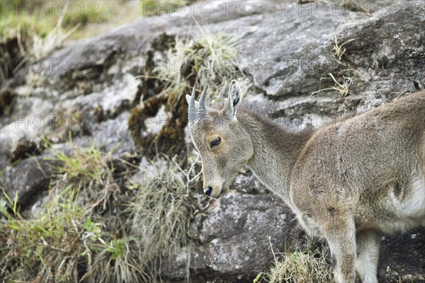 Nilgiri tahr (Nilgiritragus hylocrius, until 2005 Hemitragus hylocrius) or endemic goat species in