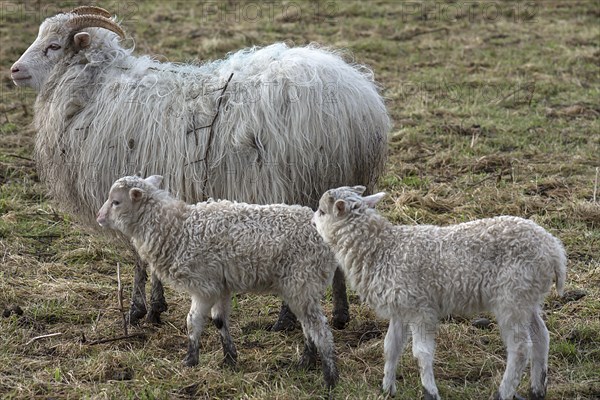 Horned moorland sheep (Ovis aries) with their lambs on the pasture, Mecklenburg-Western Pomerania,