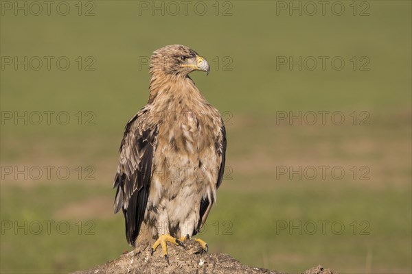 Juvenile Iberian Eagle, Spanish Imperial Eagle (Aquila adalberti) and european magpie (Pica pica),