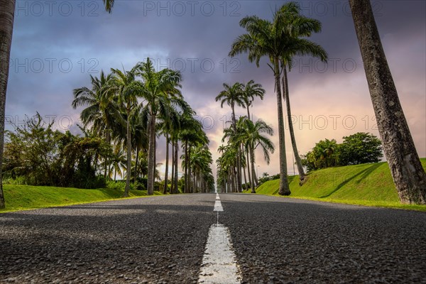 The famous palm avenue l'Allee Dumanoir. Landscape shot from the centre of the street into the