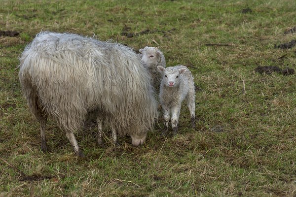 Moorland sheep (Ovis aries) with their lambs on the pasture, Mecklenburg-Western Pomerania,