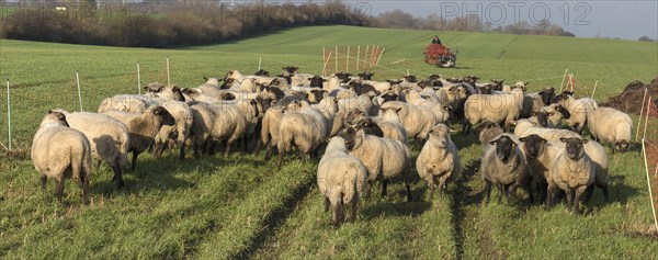 Black-headed domestic sheep (Ovis gmelini aries) waiting in the pen for the new pasture, behind