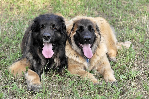Leonberger dogs, Two Leonberger dogs lie next to each other in the grass and look into the camera,