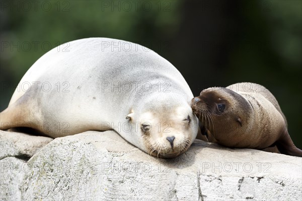 California sea lion (Zalophus californianus), An adult sea lion and a juvenile showing love and