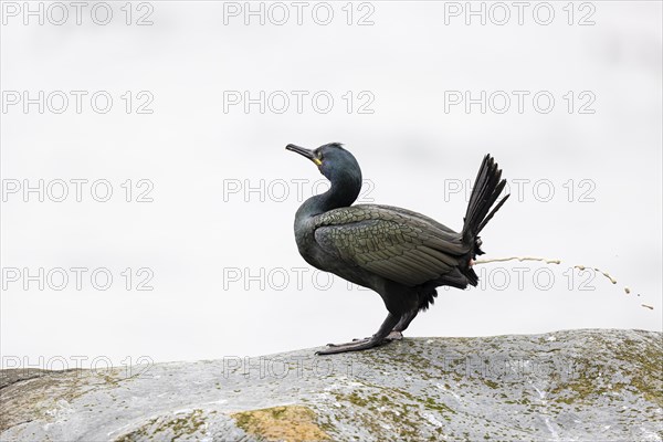 Common shag (Phalacrocorax aristotelis) defecating, Hornoya Island, Vardo, Varanger, Finnmark,