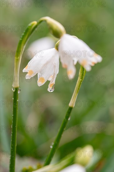 Spring snowflake (Leucojum vernum), close-up of flower from the side with dewdrops, Velbert,