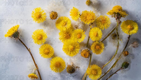 Faded coltsfoot flowers lying scattered, play of light and shadow, medicinal plant coltsfoot,