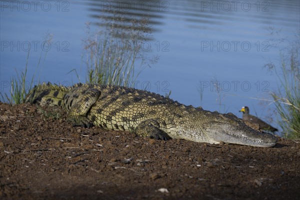 Nile crocodile (Crocodylus niloticus) Mziki Private Game Reserve, North West Province, South