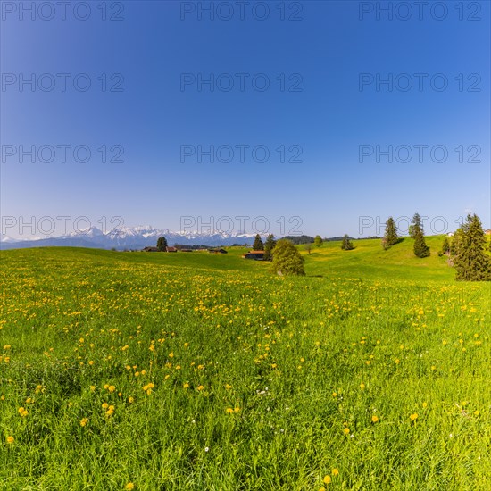 Common dandelion (Taraxacum sect. Ruderalia) in spring, meadow near Rieden am Forggensee,