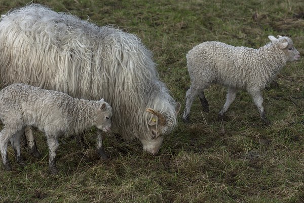 Horned moorland sheep (Ovis aries) with their lambs on the pasture, Mecklenburg-Western Pomerania,