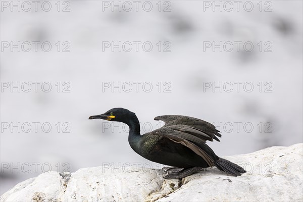 Common shag (Phalacrocorax aristotelis) crouching just in front of take-off, Hornoya Island, Vardo,