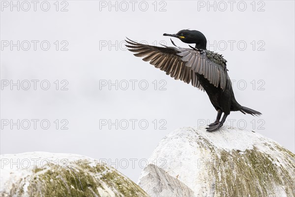 Common shag (Phalacrocorax aristotelis) flapping its wings, Hornoya Island, Vardo, Varanger,