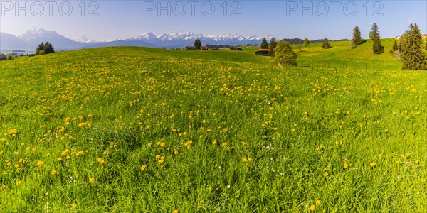 Common dandelion (Taraxacum sect. Ruderalia) in spring, meadow near Rieden am Forggensee,