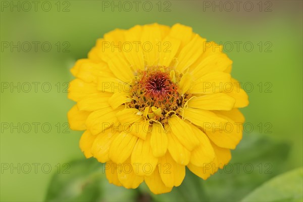 Zinnia (Zinnia elegans, Zinnia violacea), flower, ornamental plant, North Rhine-Westphalia,
