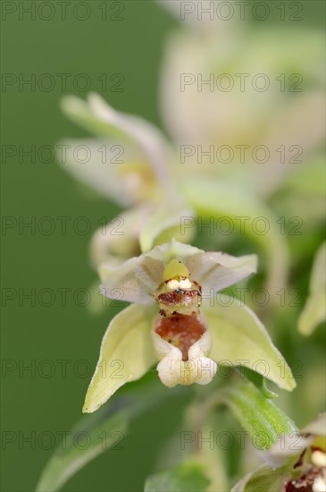Broad-leaved helleborine or broad-leaved marsh orchid (Epipactis helleborine), flower, North