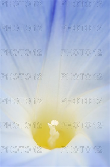 Three-colored morning glory (Ipomoea tricolor), detail of the flower, native to Mexico, ornamental