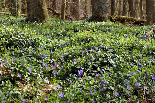 Lesser periwinkle (Vinca minor) forming a carpet of flowers in early spring in the forest of the