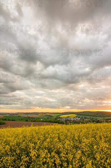 Landscape at sunrise. Beautiful morning landscape with fresh yellow rape fields in spring. Small