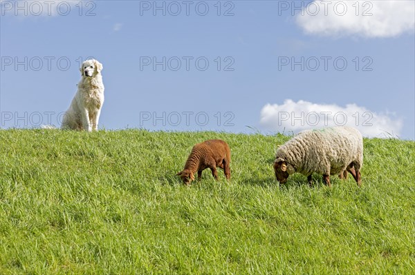 Shepherd dog guarding sheep, shepherd dog, lamb, Elbe dyke near Bleckede, Lower Saxony, Germany,