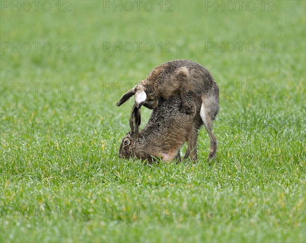 European hare (Lepus europaeus), mating, copula on a grain field, after mating the female hare