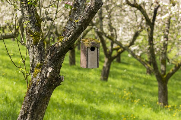 Nesting box for songbirds, meadow orchard, flowering apple trees, Baden, Wuerttemberg, Germany,