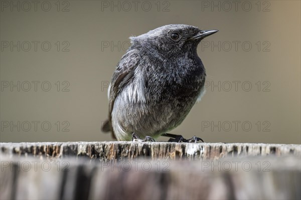 Black redstart (Phoenicurus ochruros), young bird, sitting on a tree trunk, Stuttgart,