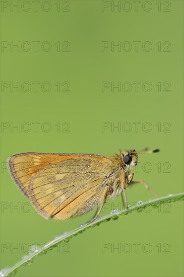 Rusty-coloured Fritillary (Ochlodes sylvanus, Augiades sylvanus), North Rhine-Westphalia, Germany,