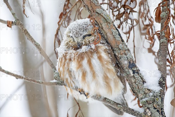 Northern saw-whet owl (Aegolius acadicus), perched on a tree after a snowfall, forest of