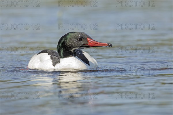 Common merganser (Mergus merganser), male swimming and watching, La Mauricie national park,