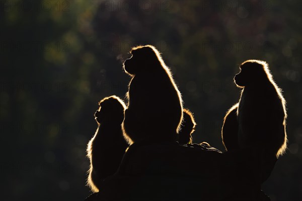 Djelada or gelada baboon (Theropithecus gelada), female in backlight, captive, occurrence in