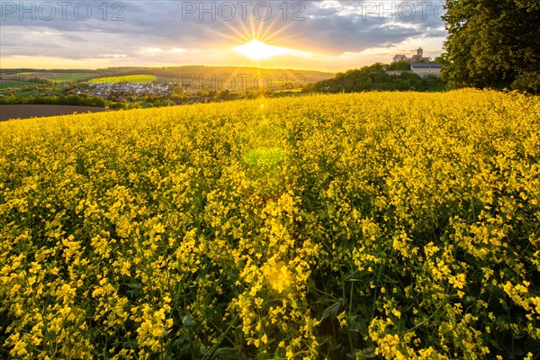Landscape at sunrise. Beautiful morning landscape with fresh yellow rape fields in spring. Small