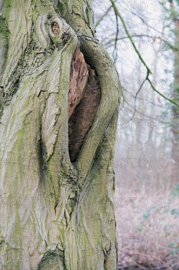 Deadwood structure Cave in deciduous forest, cave with lateral overhangs, important habitat for
