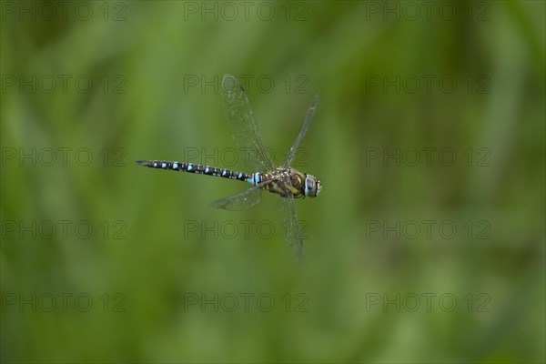 Migrant hawker dragonfly (Aeshna mixta) adult in flight in summer, Suffolk, England, United