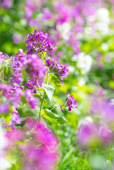 A colourful flower bed with purple, pink and white flower-bed, annual honesty (Lunaria annua) or