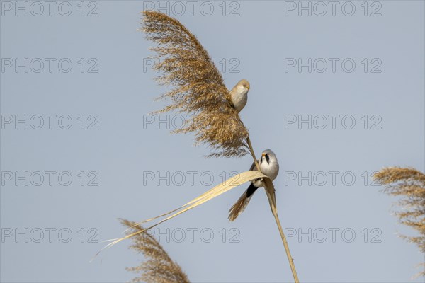 Bearded reedlings (Panurus biarmicus), sitting in the reeds, Neusiedler See-Seewinkel National