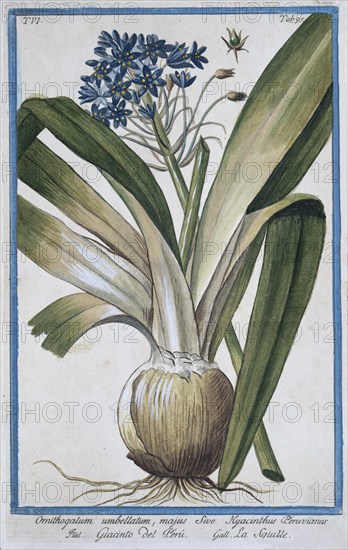 Ornithogalum umbellatum, majus Sive Hyacinthus Peruvianus, hand-coloured botanical engraving from