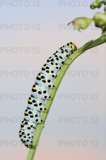 Brown-root monk (Shargacucullia scrophulariae), caterpillar, North Rhine-Westphalia, Germany,