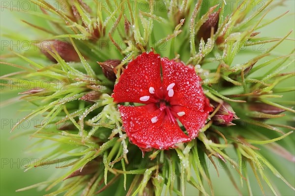 Bearded carnation or garden sweet william (Dianthus barbatus), flower, ornamental plant, North