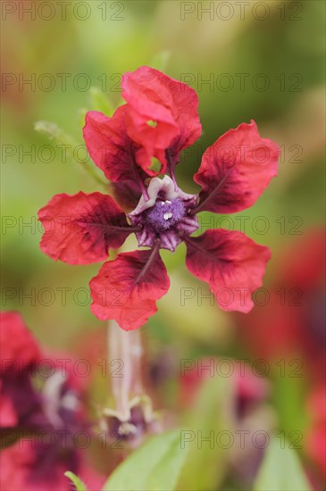 Cuphea 'Vienco Burgundy' (Cuphea llavea), flower, ornamental plant, North Rhine-Westphalia,