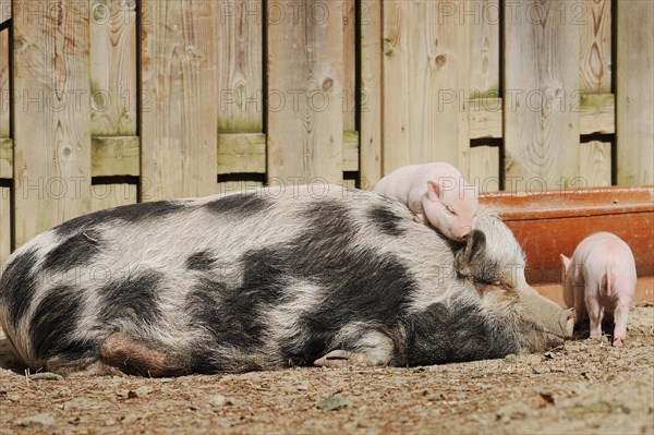 Goettingen minipig (Sus scrofa f. domestica), sow and piglet, North Rhine-Westphalia, Germany,