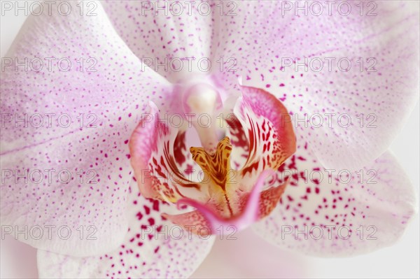 Butterfly orchid (Phalaenopsis), detail of the flower, houseplant, North Rhine-Westphalia, Germany,